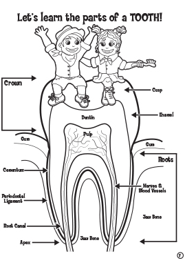 Tooth Parts